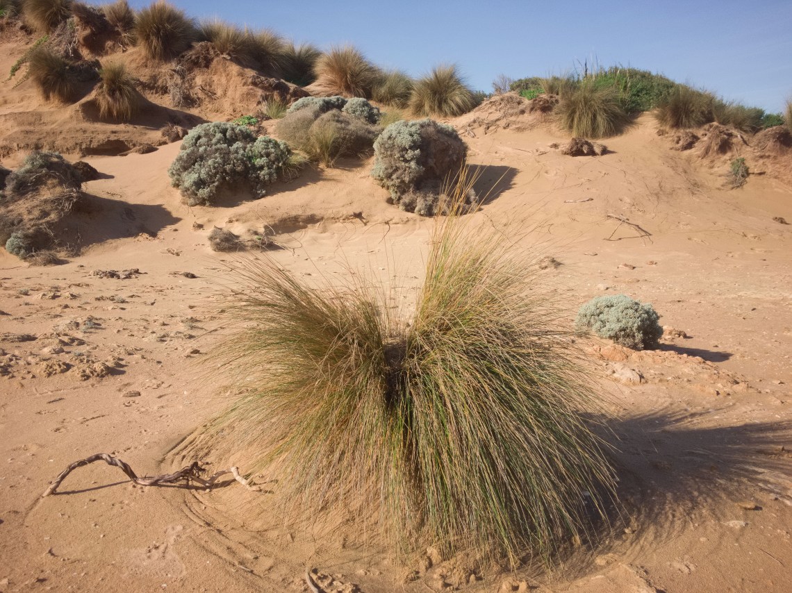 Tussock in Sand