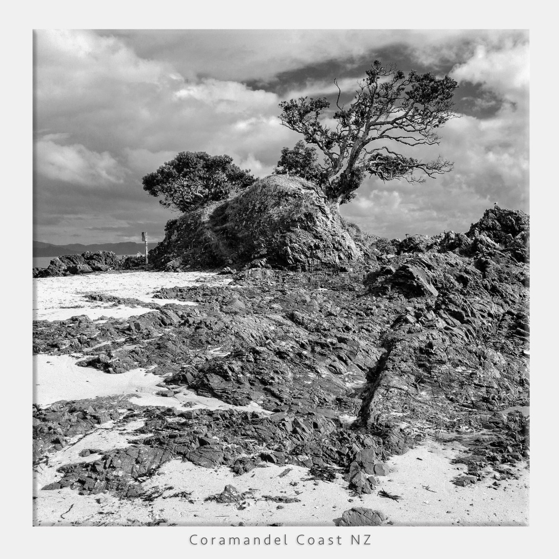 iPhone DNG capture wind blown tree coromandel coast in new zealand converted to monochrome