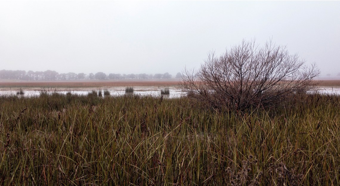 Rowes Lagoon on a Foggy Morning